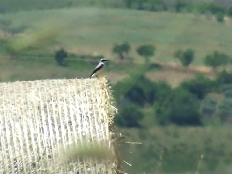 Averla cenerina